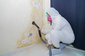 Professional Mold Removal & Remediation in Blaine, MN